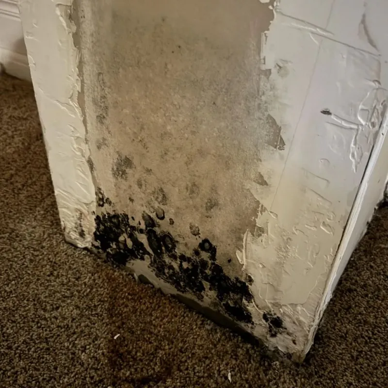 Professional Mold Removal in Larkfield-Wikiup, CA
